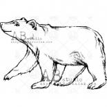Antspaudukai - Polar bear